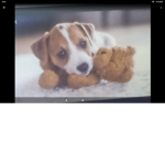 Doggie care