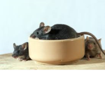 Licebowl