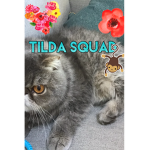 Tilda squad
