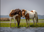 THE HORSE FAMILY!