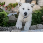 DogsGamingYT
