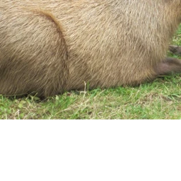 Escape capybara in a cart ride :OOO icon