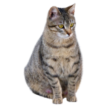 cat lineage