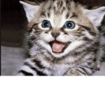 i love catss