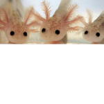 Mega Axolotl army