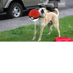 Doge go