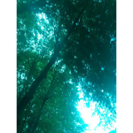 Nest (YBA)