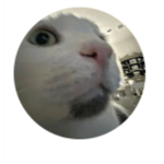 Sock's channel