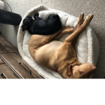 Da paw