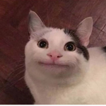 grupo de los gatos de colores