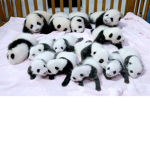 Team Panda Forever.