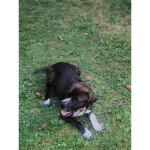 My dog Rex