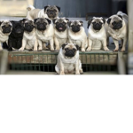 Pug Squad