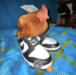 chicken group ;D