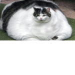 Lord of the fat cats