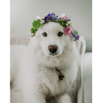 Animal Crowns