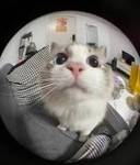 Cat Federation..
