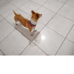dogooooooo
