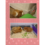 Ur Animals