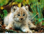 ANIMAL CLUBBBBB