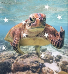 The Turtle squad <33