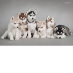 Really cute dog group