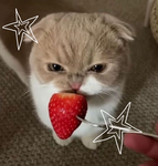 *:.strawb3rry’s basement.:*