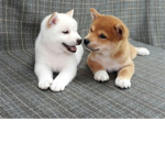 ~ Shiba fans ~