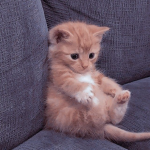 Kittyslayers