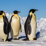 Les penguins