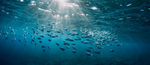 The squad of ocean life