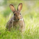 bunnybunnybunnybunny