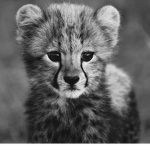 The lions army