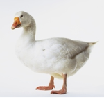 GOOSEY GROUP