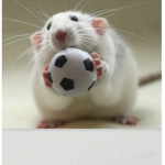 Rat army adventures