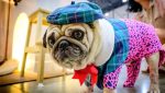 Zoe’s marvelous pugs