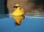 The Duck bog