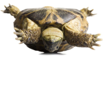 Big Turtle World