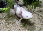 !Axolotl’s United!