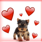 We ❤️ Yorkies