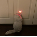 哈密瓜