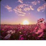 ~The flowers~~~