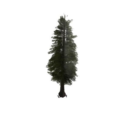 Coast Redwood Tree