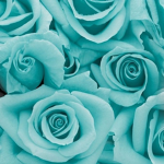 The littlest flowers