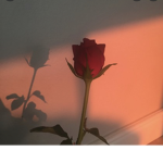 My Simple Roses :))