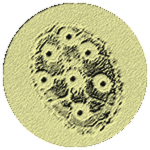 Spikyshell fossil