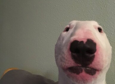 Vibe With Walter the Dog 