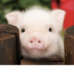 Piglet_Squad