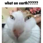 le funny
