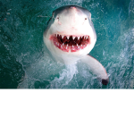 The Sammy Sharks